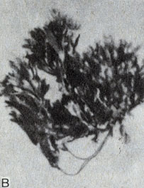 Рис. 8-8. Морение бурые водоросли (тип Phaeophyta): В. Fucus. (Фото автора.)