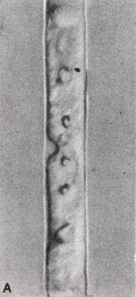 Рис. 8-12. Примеры нитчатых зеленых водорослей: A. Mougeotia (Микрофото N. S. Allen.)