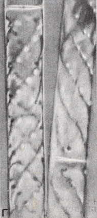 Рис. 8-12. Примеры нитчатых зеленых водорослей: Г. Spirogyra. (Микрофото N. S. Allen.)