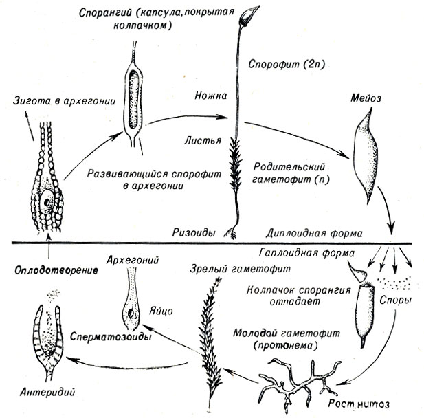 Рис. 9-1. Жизненный цикл мха Polytrichum (тип Bryophyta)