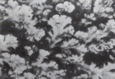 Рис. 9-2. Marchantia - обычный печеночный мох (тип Bryophyta). (Фото R. Speck.)