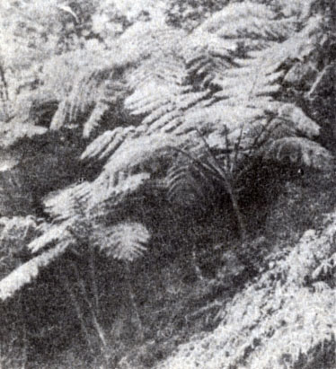 Рис. 9-6. Древовидный папоротник (Cyathea) и травянистый папоротник (Glycenia) в бобовниковом лесу Пуэрто-Рико. (Фото М. Stewart.)