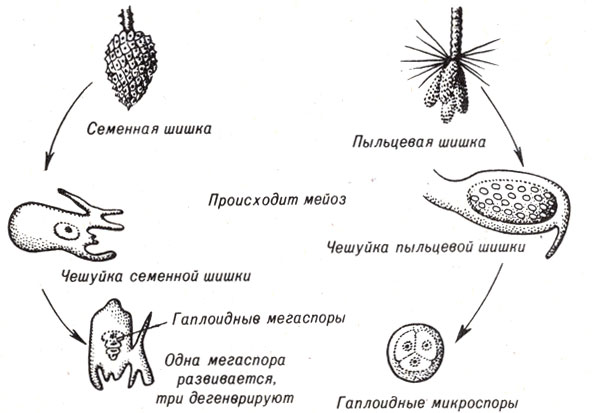 Рис. 9-7. Два типа шишек на сосне или другом хвойном дереве - семенная шишка и пыльцевая шишка - и развитие женского и мужского гаметофитов внутри них