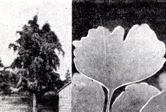Рис. 9-8. Гиннго (Cainkgo btloba) и один из его листьев. (Фото Т, Н. Esekett.)