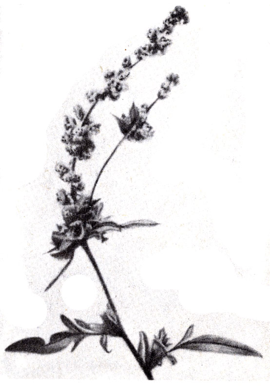 Рис. 9-11. Амброзия (Ambrosia trifida) - причина широко распространенного недуга многих людей, страдающих осенней сенной лихорадкой. (Фото R. Speck.)