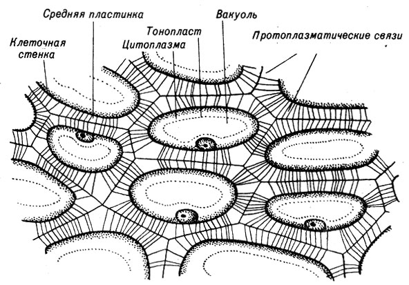 Рис. 9-13. Схема клеток в питательной ткани семени
