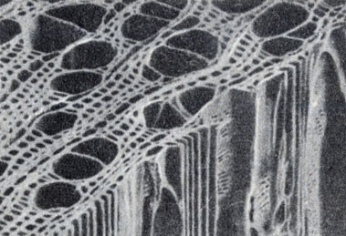 Рис. 9-14. Минрофотография поперечной и радиальной поверхности древесины новозеландского бука (Nothofaqus fusca), полученная с помощью сканирующего электронного микроскопа. Видны тонкие трахеиды и значительно более крупные сосуды ксилемы. (Фото R. R. Exley, В. G. Butterfield и В. A. Meylan и juornal of Microscopy.)