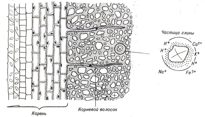Рис. 10-3. Схема, показывающая взаимоотношения между корневыми волосками и отрицательно заряженными частицами глины, притягивающими катионы, которые являются питательными веществами для растений