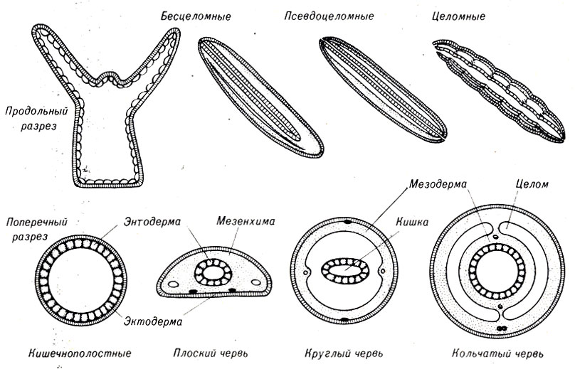 Рис. 11-1. Три типа строения тела, обнаруженные у низших и высших животных