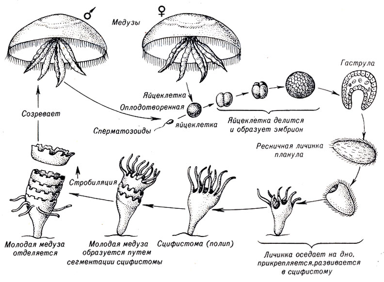 Рис. 11-7. Жизненный цикл сцифоидной медузы