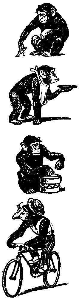 Находчивые шимпанзе