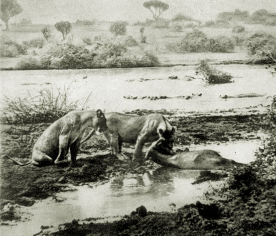 Национальный парк королевы Елизаветы. Два льва около убитого буйвола. В воде видны головы и спины гиппопотамов