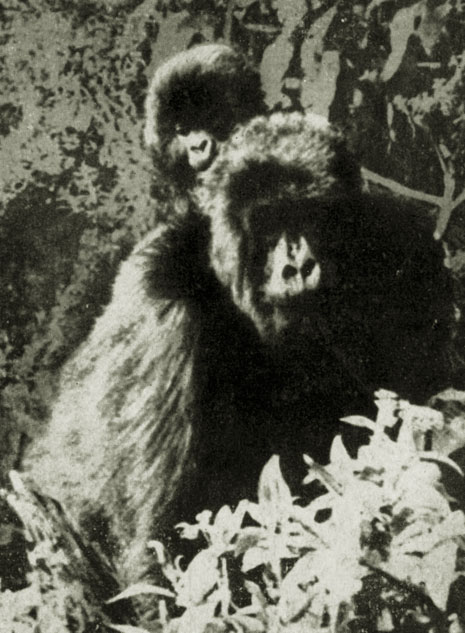 Самка гориллы из группы VII. На ее спине сидит десятимесячный ребенок.