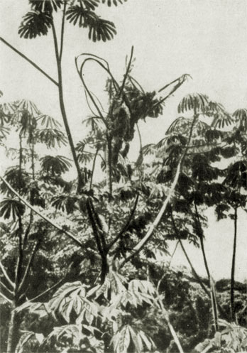 Гнездо гориллы в развилке дерева мусанга в лесу Маниема