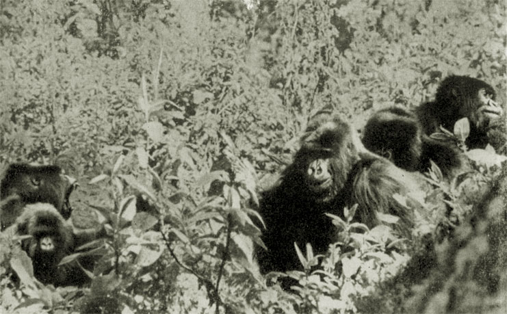 Диллон, вожак VI группы (слева), сидит и зевает, показывая черные, покрытые налетом зубы