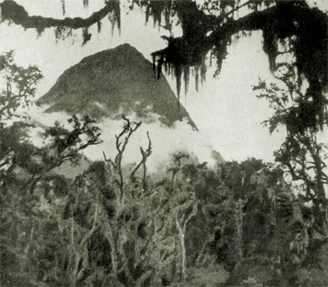 Темная пирамидальная вершина горы Микено и деревья, украшенные фестонами лишайников, придавали пейзажу какой-то фантастический вид