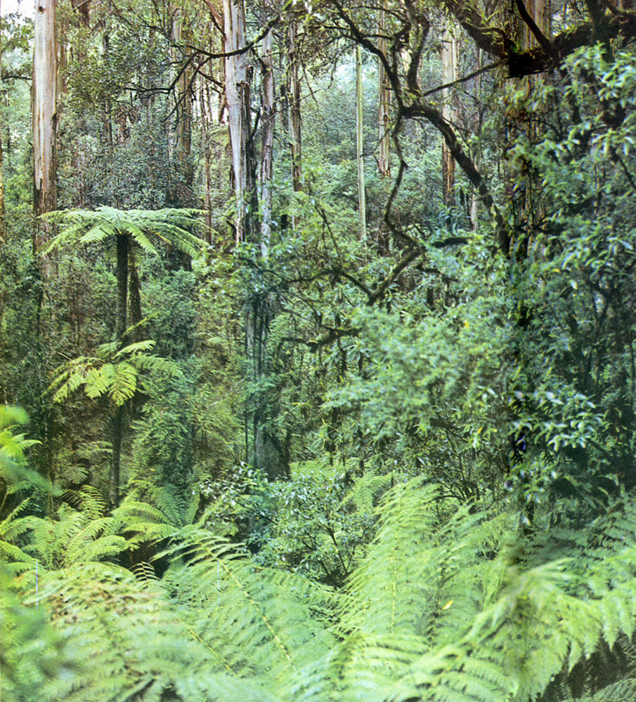 Непроходимый девственный лес на юго-востоке Австралии
