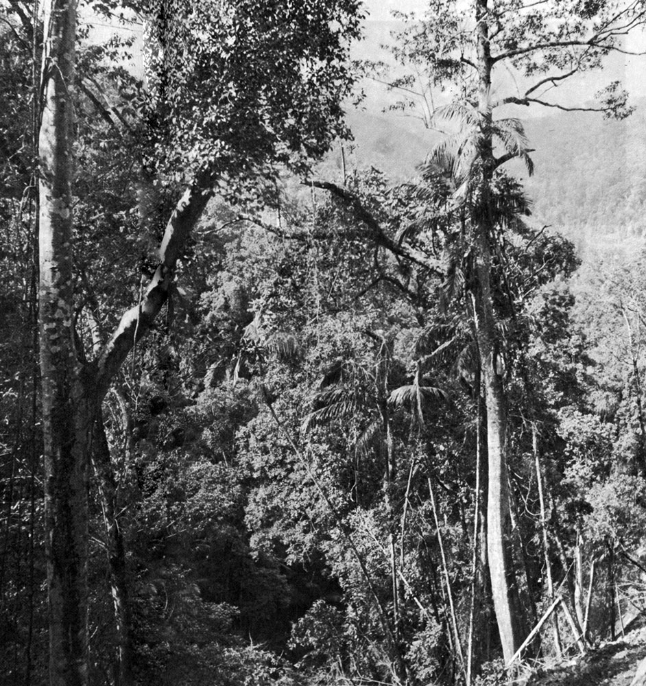 Непроходимые лесные дебри Квинсленда