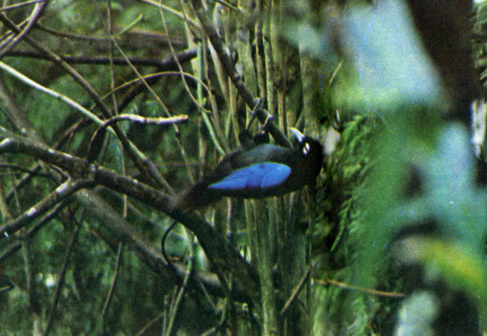 Paradisea rudolphi, синяя райская птица