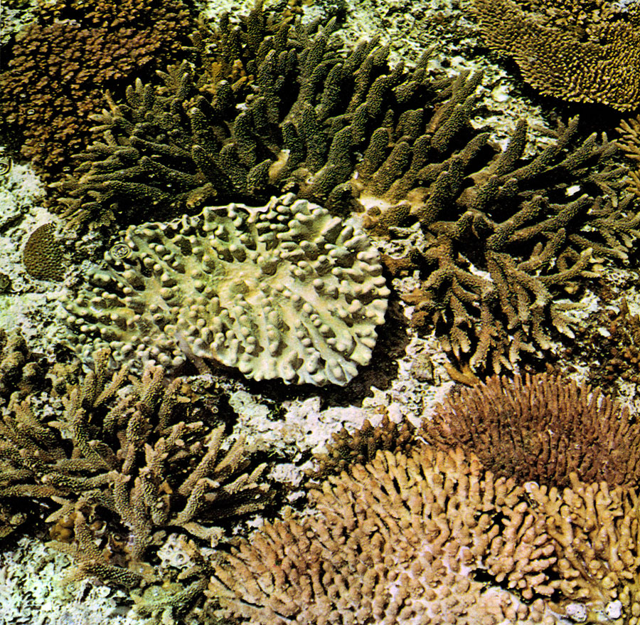 Встречаются разные виды коралл