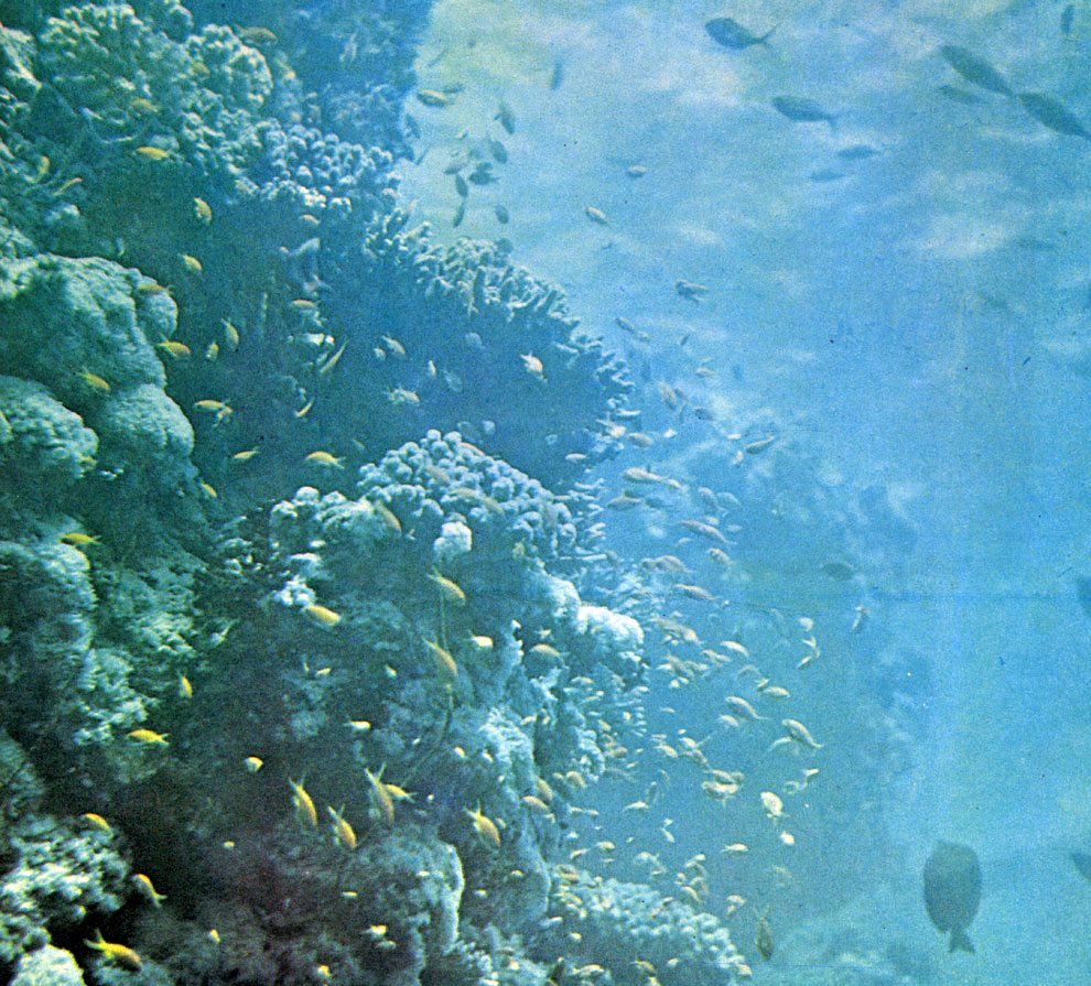 Круто уходящий вниз коралловый риф