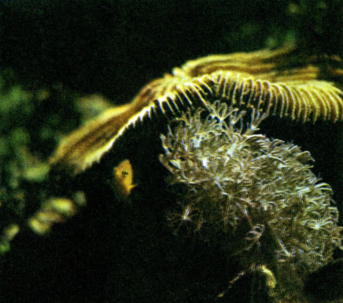 Морские анемоны на грибовидном коралле