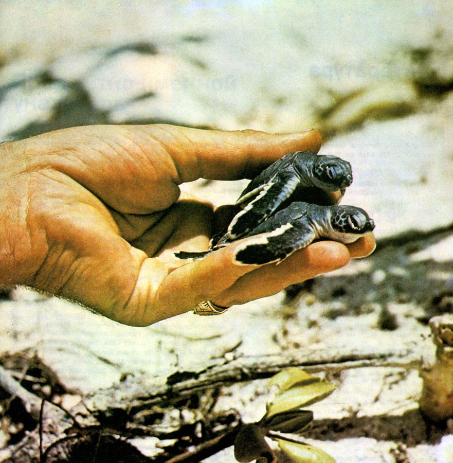 Твердого панцыря у маленьких морских черепах еще нет
