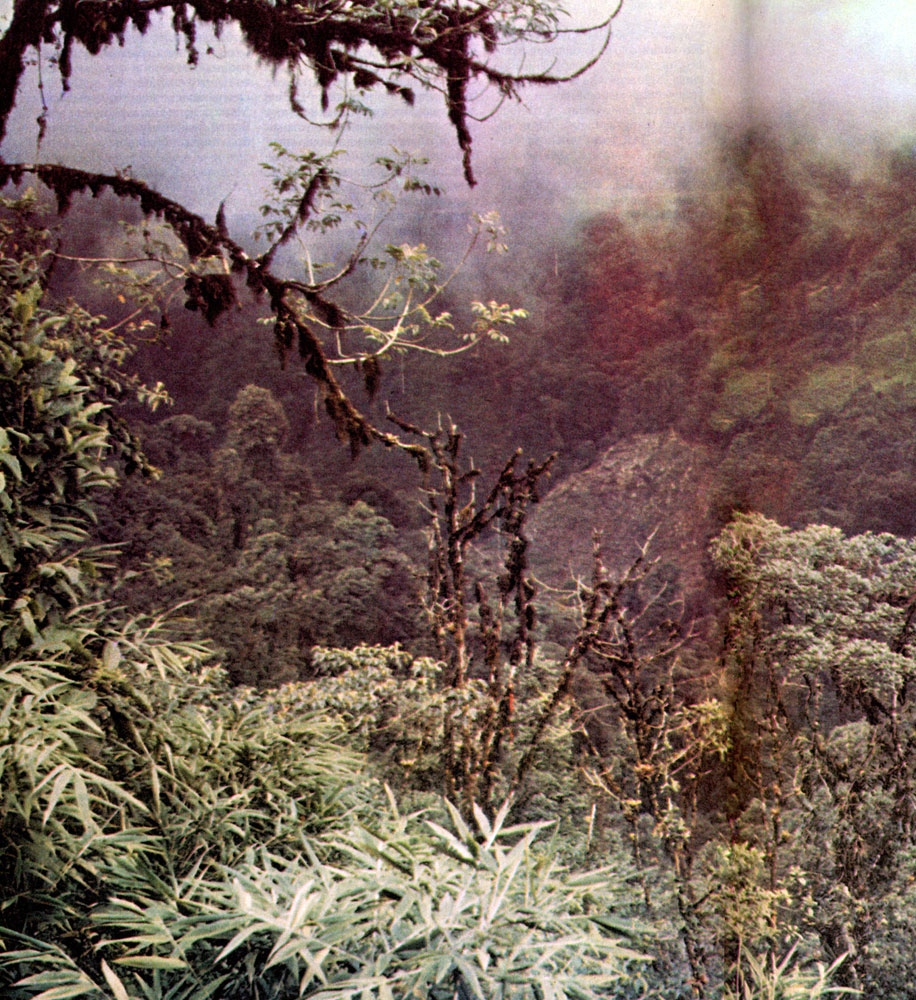 Густой влажный тропический лес покрывает холмы Эсмеральдас