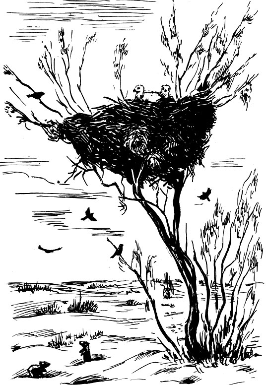 Гнездо орла-могильника. В нижней части гнезда - воробьиные гнезда