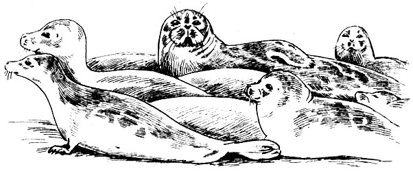 Когда тюлени вытягивают шеи, их облик сильно меняется