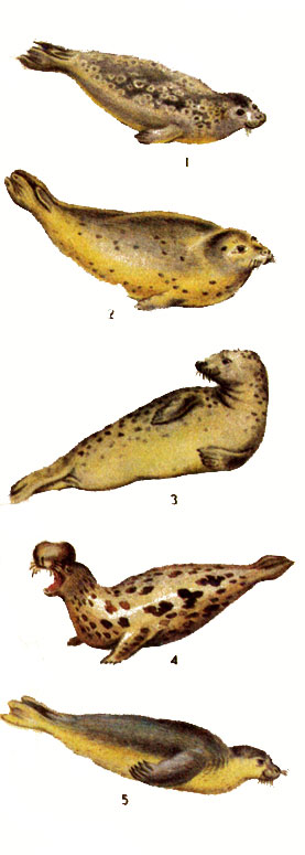Тюлени: 1 - балтийская кольчатая нерпа; 2 - обыкновенный балтийский тюлень; 3 - балтийский серый тюлень; 4 - хохлач; 5 - тюлень-монах.