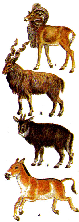 Парнокопытные: 1 - алтайский горный баран; 2 - винторогий козел; 3 - горал. Непарнокопытные: 4 - кулан.