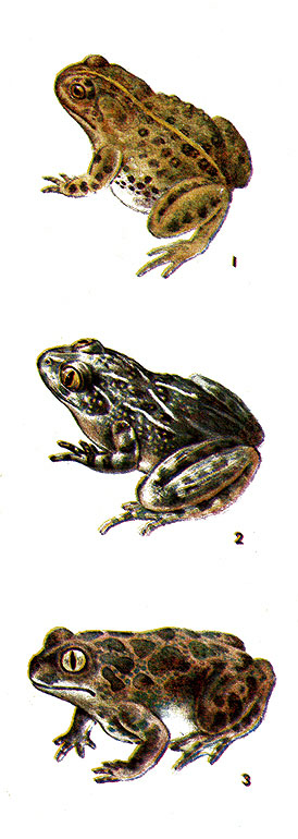 Бесхвостые земноводные: 1 - камышовая жаба; 2 - кавказская крестовка; 3 - сирийская чесночница.