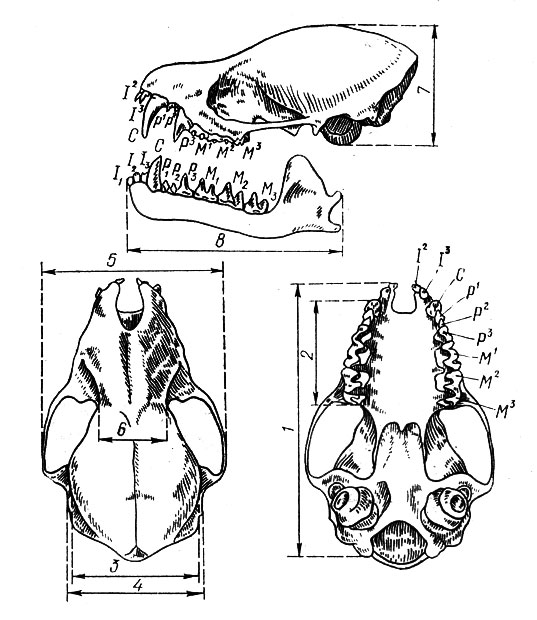  Схема промеров черепа и зубы большой ночницы.