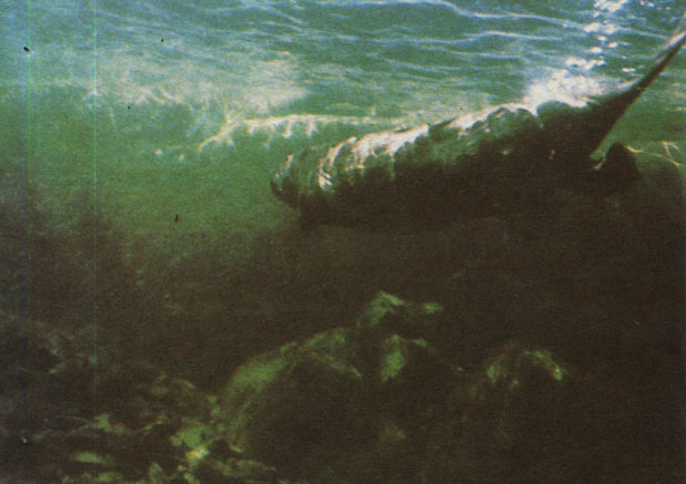 Плывя под водой, бобр неподвижно прижимает передние лапки к груди и неторопливо отталкивается обеими задними лапами одновременно