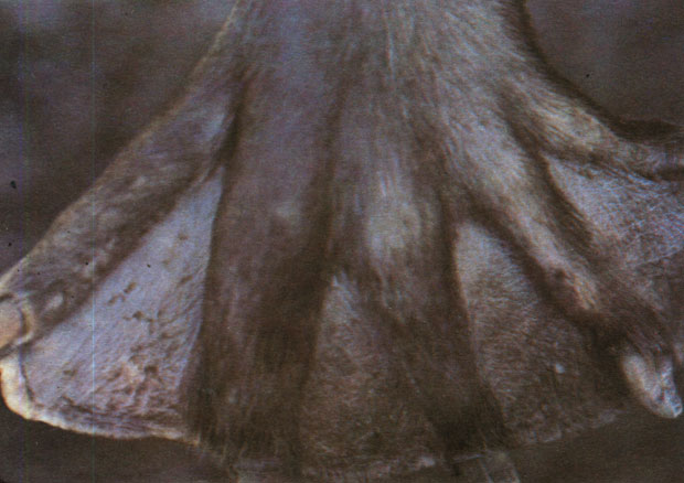 Большие и широкие задние лапы имеют между пальцами толстую перепонку, которая образует гребные ласты. Когда бобр передвигает лапу вперед, эта перепонка складывается, а при толчке раскрывается веером