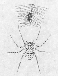 Сцитодес и муха, связанная его липкой 'слюной' по ногам и крыльям.