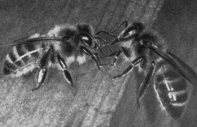 Коллективный кишечник в действии: правая пчела, вытянув язык, принимает пищевую эстафету у левой.