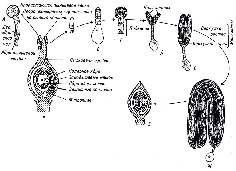 Рис. 3-4. Оплодотворение и раннее развитие цветковых растений. А. Проросшее пыльцевое зерно. Б. Пыльцевая трубка продвигается к завязи цветка, проходит микропиле и оплодотворяет семяпочку. В. - Ж. Стадии раннего развития зародыша растений. Показаны подвесок, котиледон и апикальная меристема. Все данные стадии развития проходят внутри семяпочки. Ж. Зрелый зародыш изогнут и повторяет форму семяпочки. 3. Зрелый зародыш внутри семяпочки