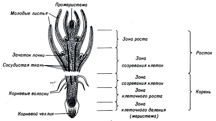 Рис. 3-5. Схема продольного разреза ростка и корня цветкового растения