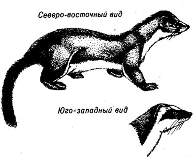 Рис. 23-1. Длиннохвостые горностаи с 'уздечкой' на голове и без нее. (Из: Field Guide to the Mammals, Burt and Grossenheider, Houghton - Mifflin.)