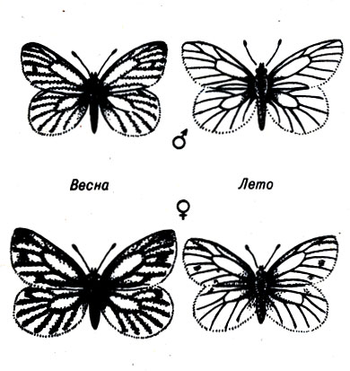 Рис. 23-3. Взрослые особи Pieris napi в разные сезоны, но из одного региона (Центральная Калифорния). Более темная форма - весенняя, более светлая - летняя. (Из: And Replenish the Earth, Rosenzweig.)