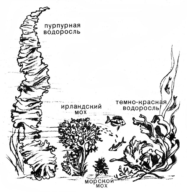 Красные Водоросли Картинки С Названиями