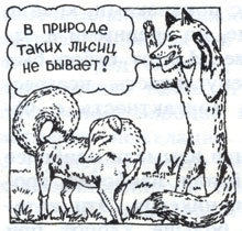 В природе таких лисиц не бывает!