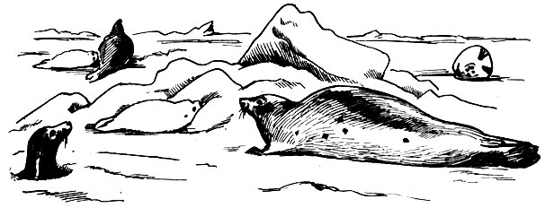 Вид залежки на Белом море